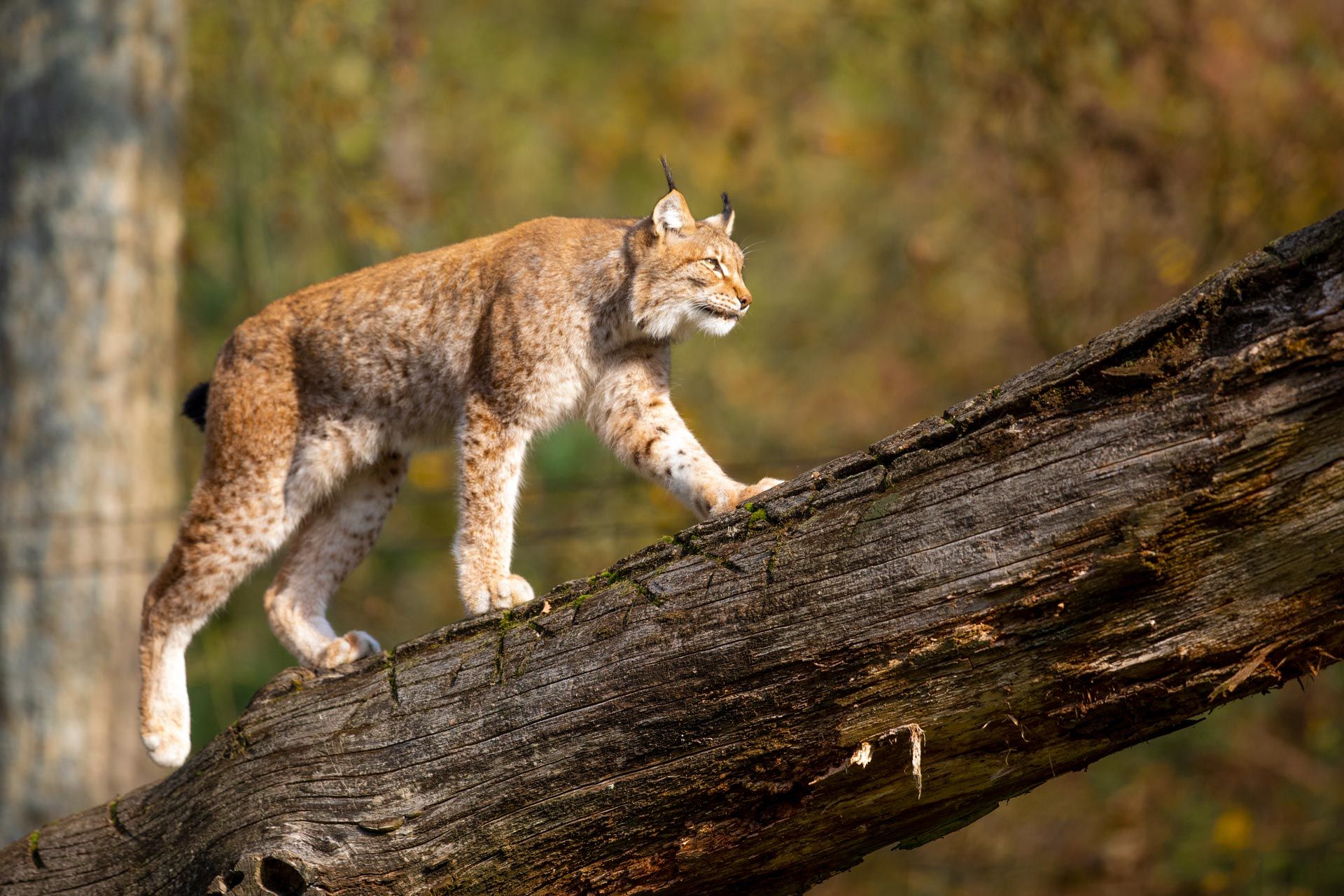 Luchs