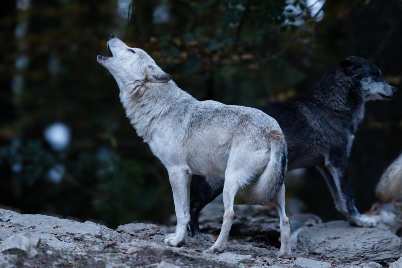 Wildpark für Genießer "Sommer"