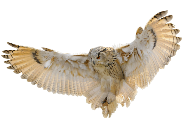 Fliegende Schneeeule