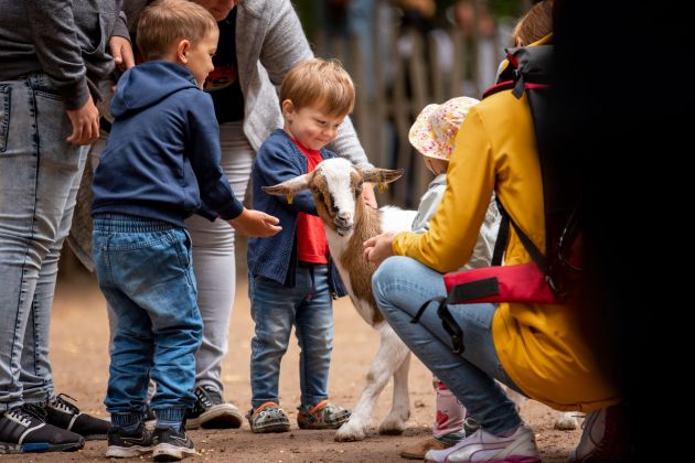 Kinder füttern Ziege