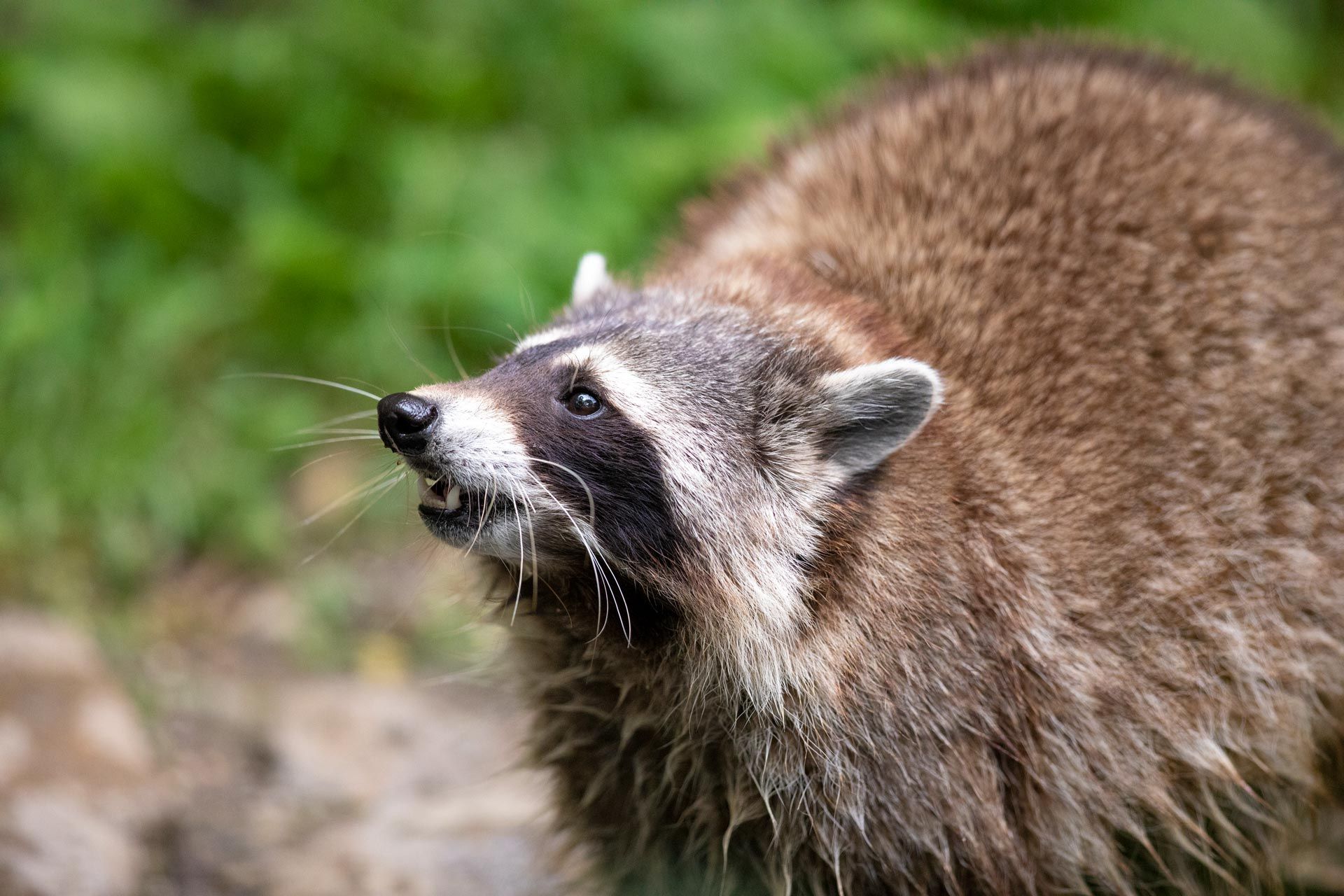 Waschbär & Frettchen